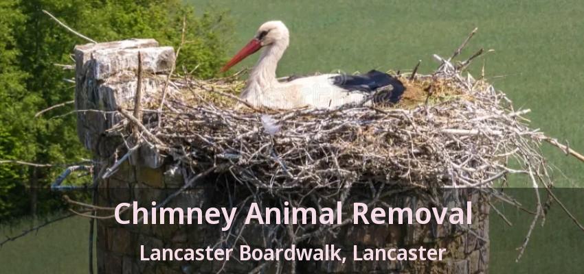 Chimney Animal Removal Lancaster Boardwalk, Lancaster - TX