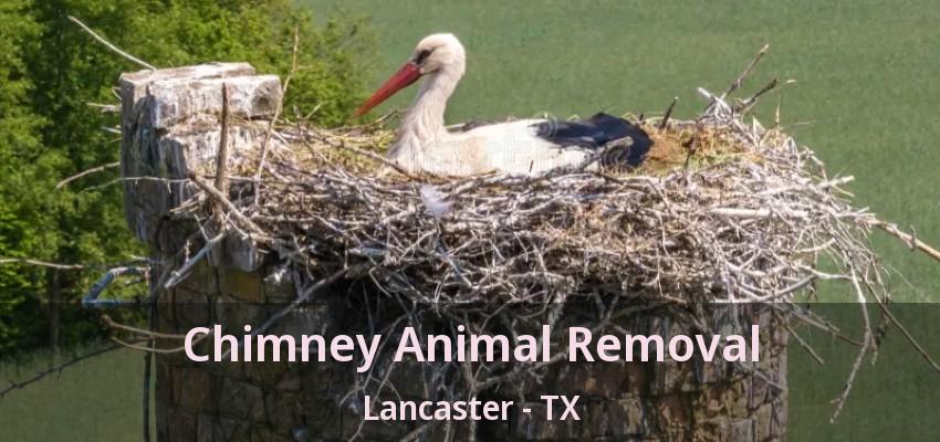 Chimney Animal Removal Lancaster - TX