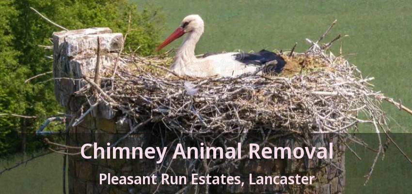 Chimney Animal Removal Pleasant Run Estates, Lancaster - TX