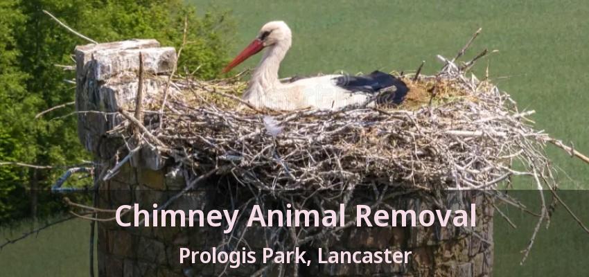 Chimney Animal Removal Prologis Park, Lancaster - TX