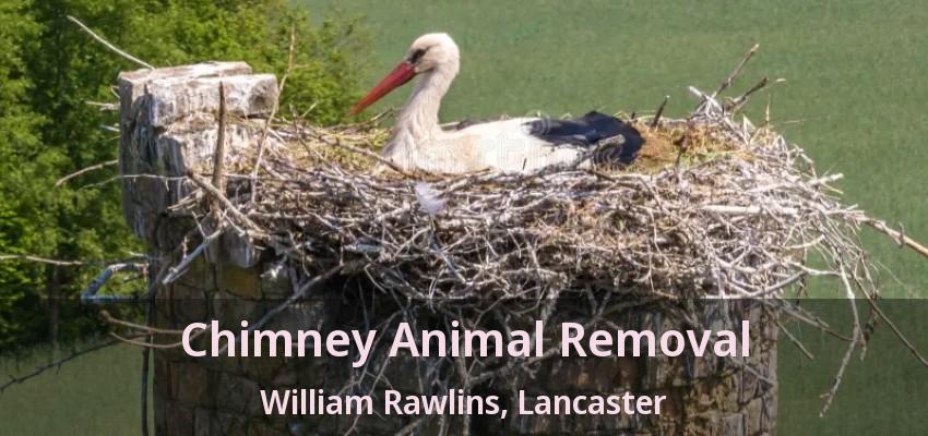 Chimney Animal Removal William Rawlins, Lancaster - TX