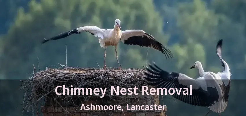 Chimney Nest Removal Ashmoore, Lancaster - TX