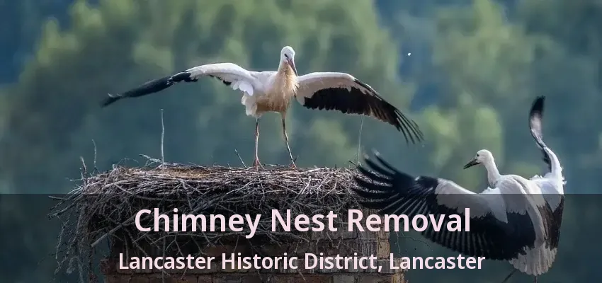 Chimney Nest Removal Lancaster Historic District, Lancaster - TX
