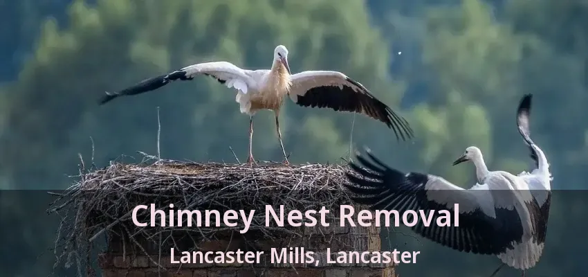 Chimney Nest Removal Lancaster Mills, Lancaster - TX