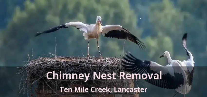 Chimney Nest Removal Ten Mile Creek, Lancaster - TX
