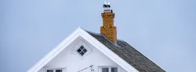 Chimney Nest Removal Lancaster